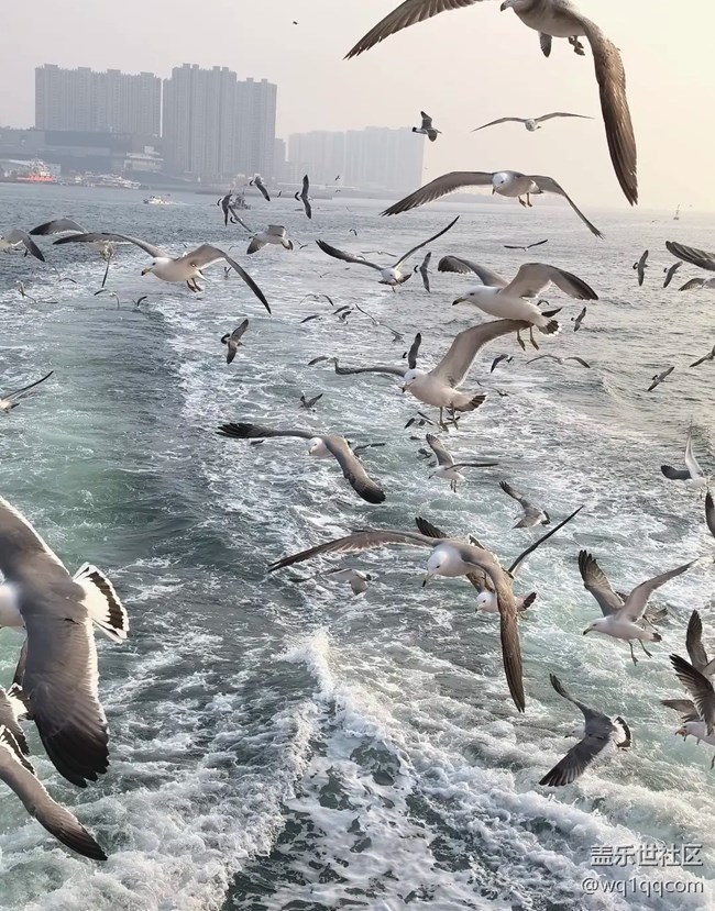 【春夏之旅】喂海鷗