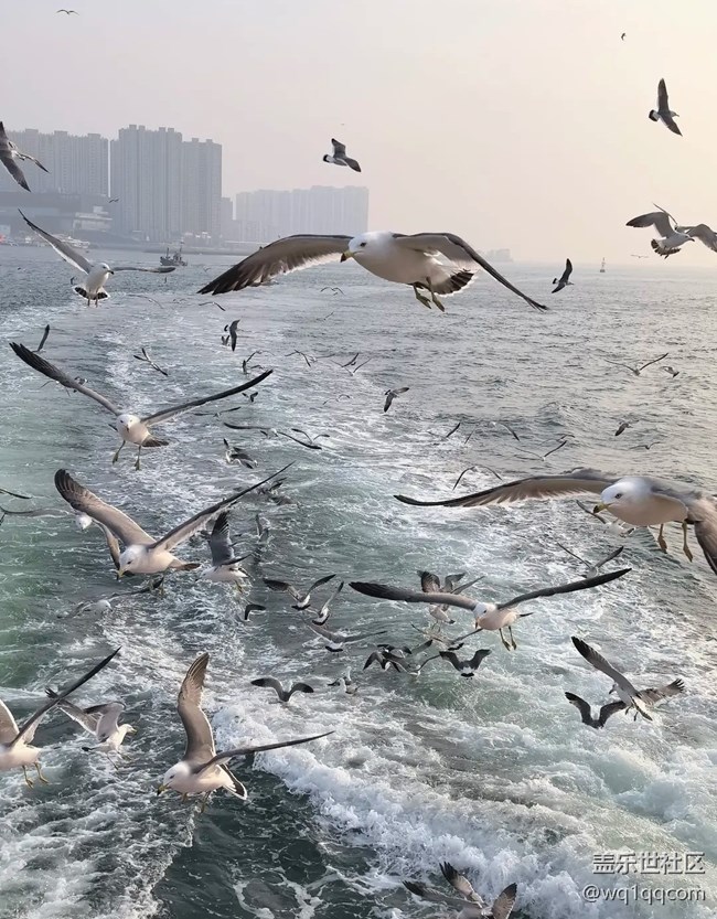 【春夏之旅】喂海鷗