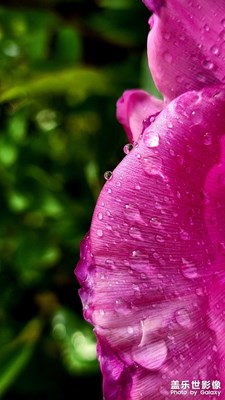 “時(shí)于花上見，的皪走明珠。