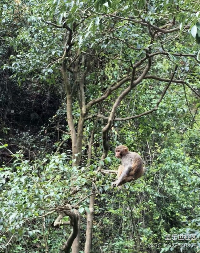 【春夏之旅】山里的猴哥