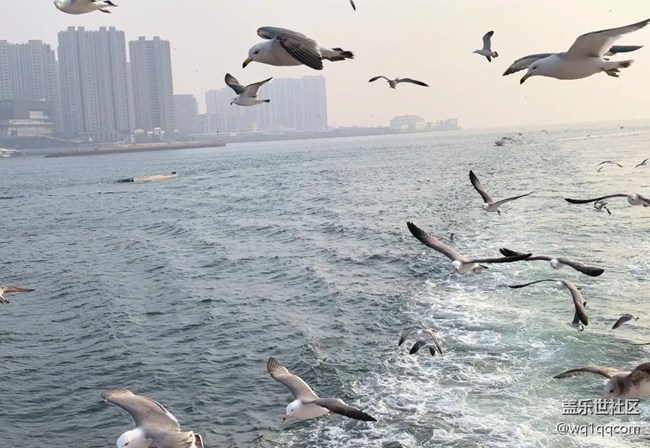 【春夏之旅】喂海鷗