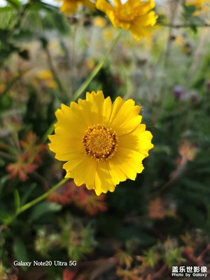 金雞菊