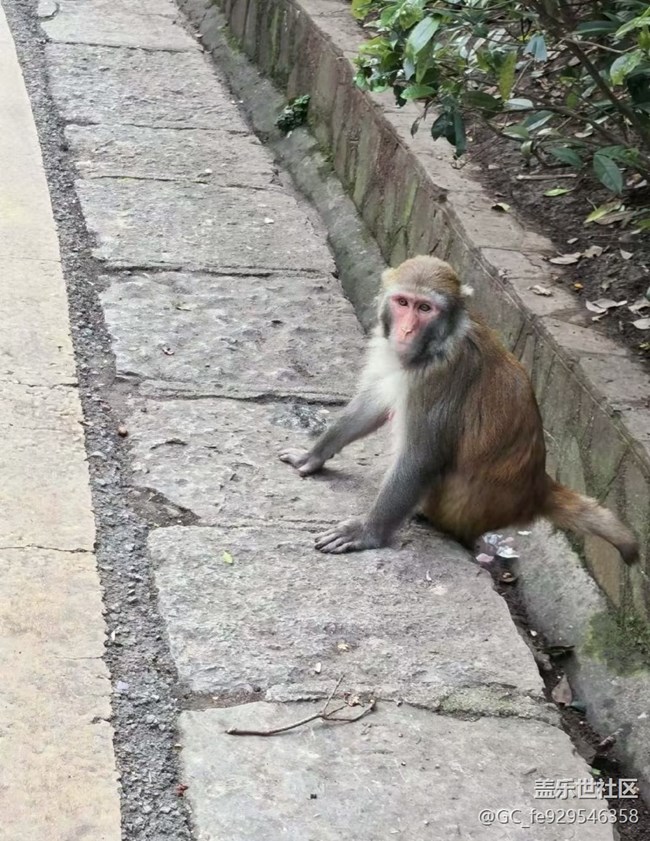【春夏之旅】山里的猴哥