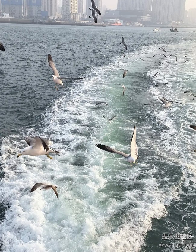 【春夏之旅】喂海鷗