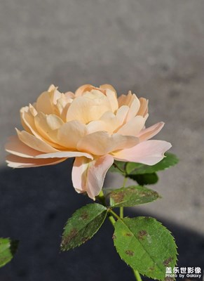 【光影留痕】路邊的月季花