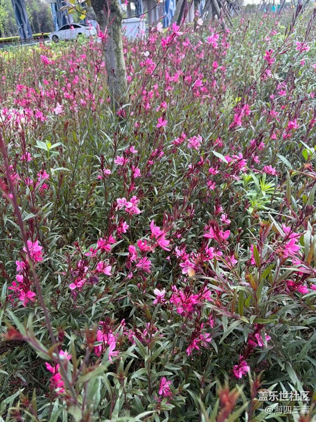 【春夏之旅】繁花