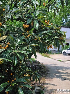 初夏風(fēng)暖，黃了枇杷