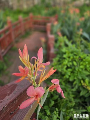 美人蕉