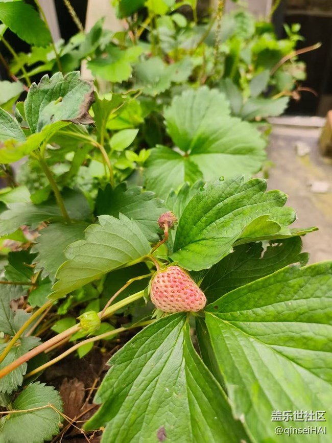 【春夏之旅】菜園子