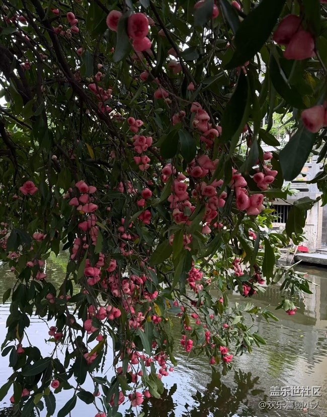 【春夏之旅】蓮霧樹
