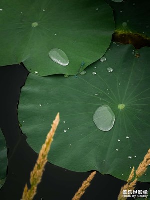 【光影留痕】荷葉 ×