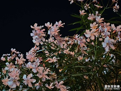 【光影留痕】夜色