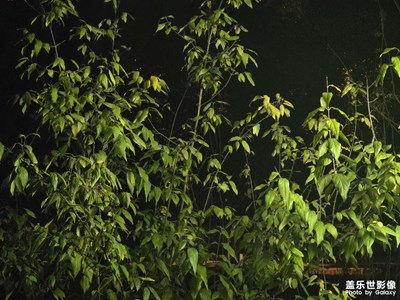 【光影留痕】夜影