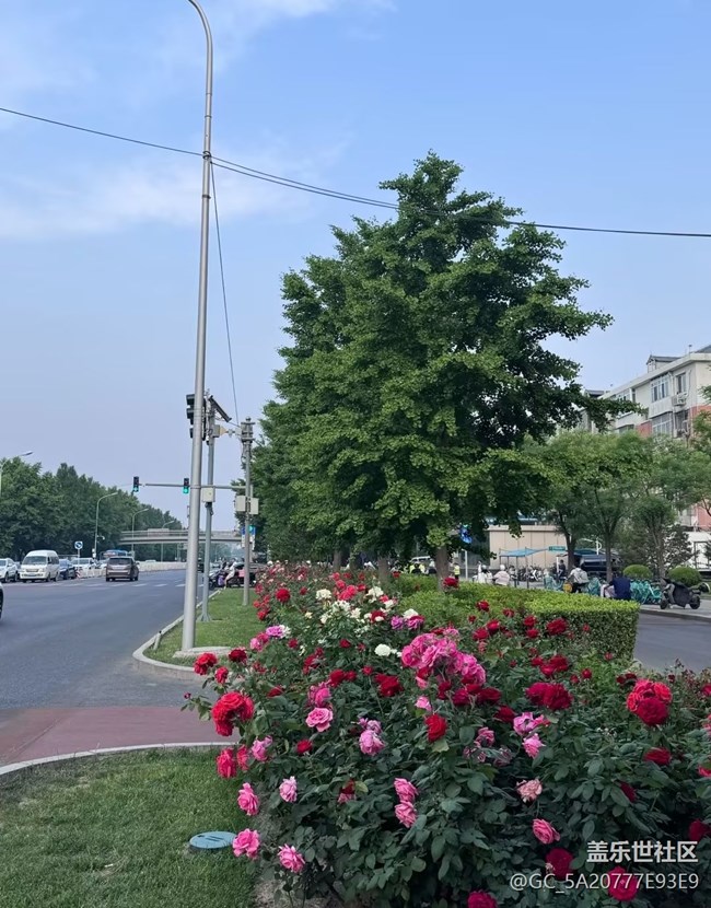 【春夏之旅】月季花