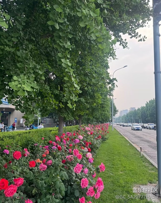 【春夏之旅】月季花