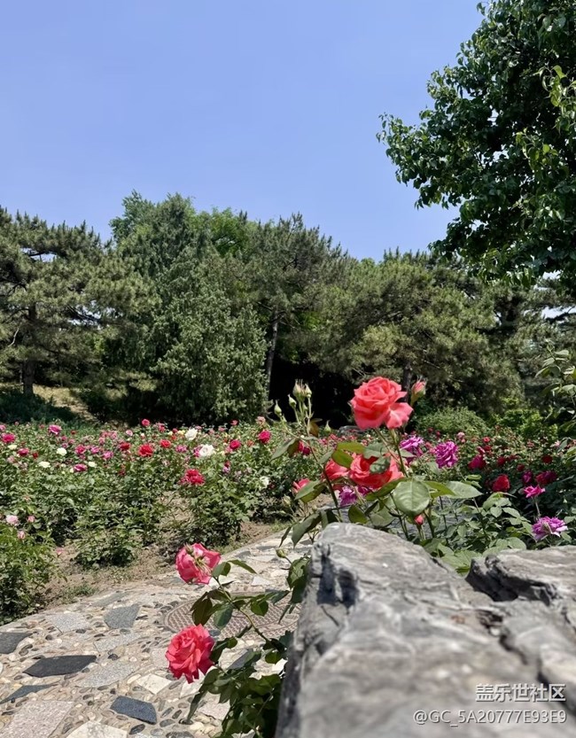 【春夏之旅】月季花