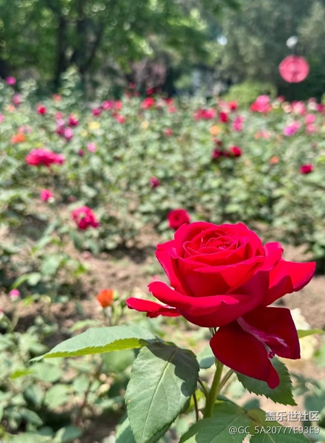 【春夏之旅】月季花