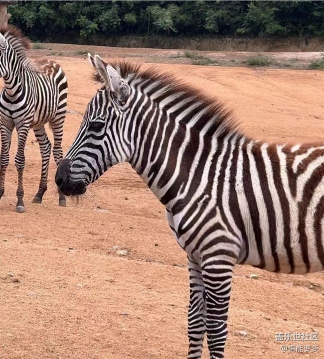 【初夏漫行】動(dòng)物園