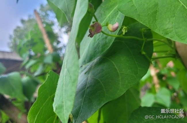 【初夏漫行】豆花