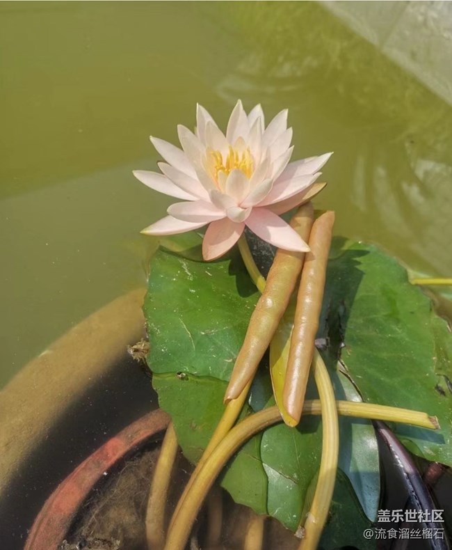 【初夏漫行】睡蓮