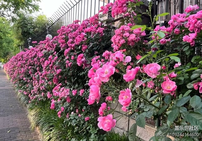 【初夏漫行】花開(kāi)滿墻