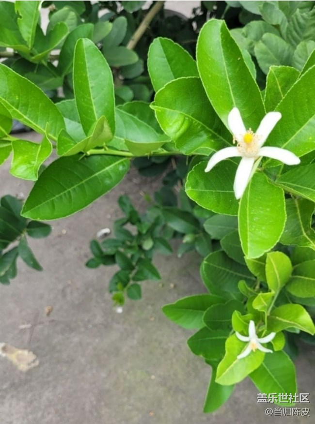 【初夏漫行】檸檬