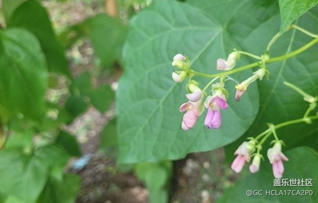 【初夏漫行】豆花