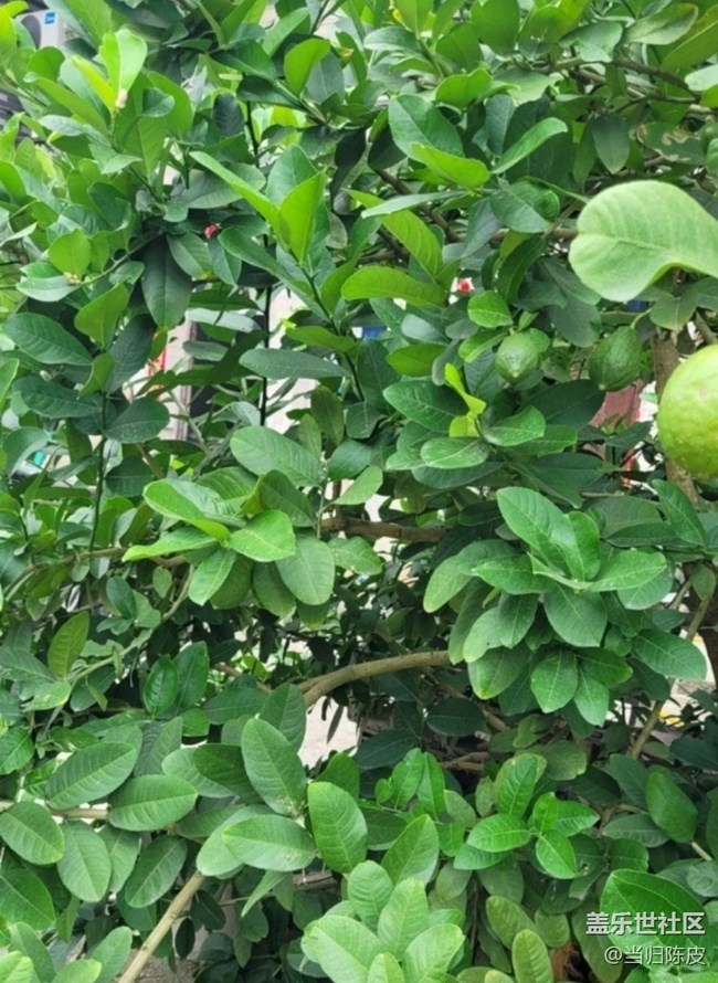 【初夏漫行】檸檬