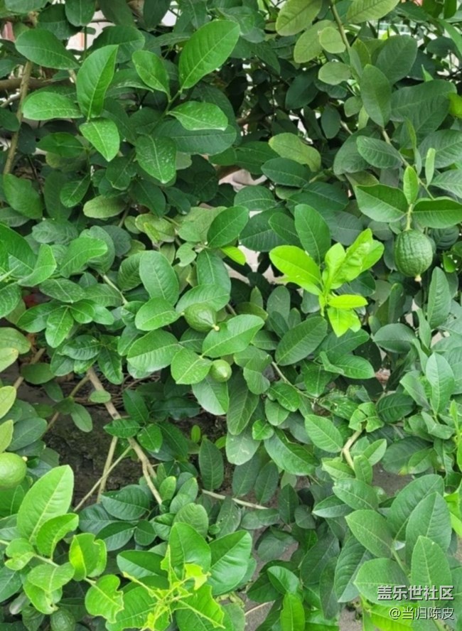 【初夏漫行】檸檬