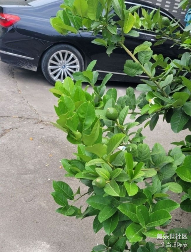 【初夏漫行】檸檬