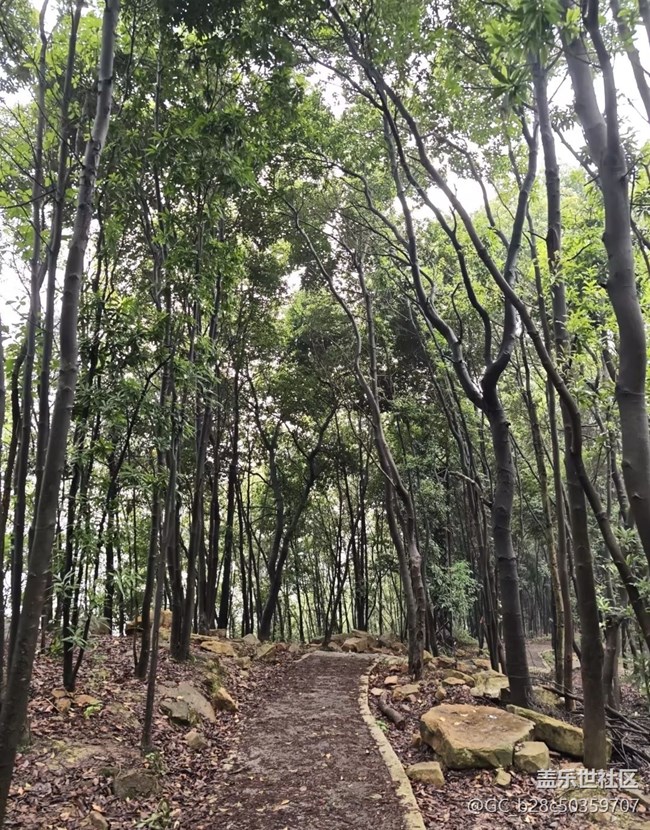 【初夏漫行】林中漫游