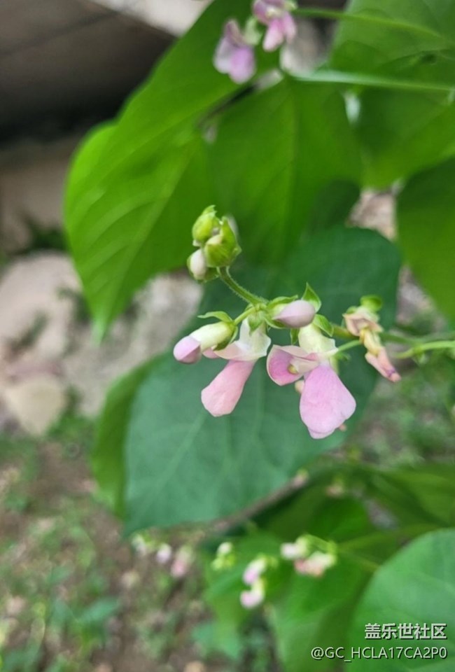 【初夏漫行】豆花