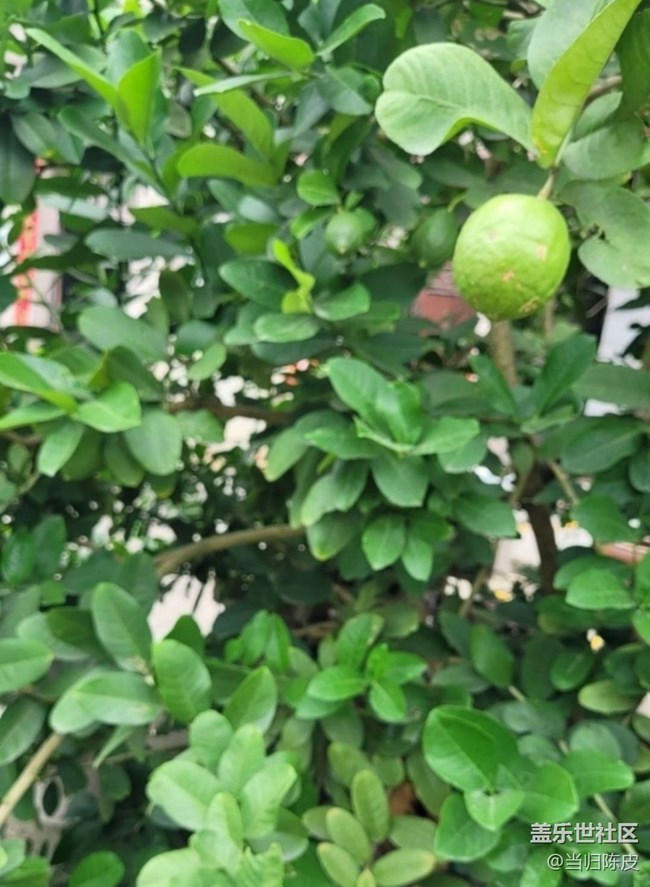 【初夏漫行】檸檬