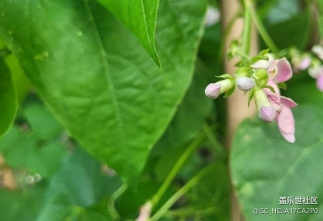 【初夏漫行】豆花