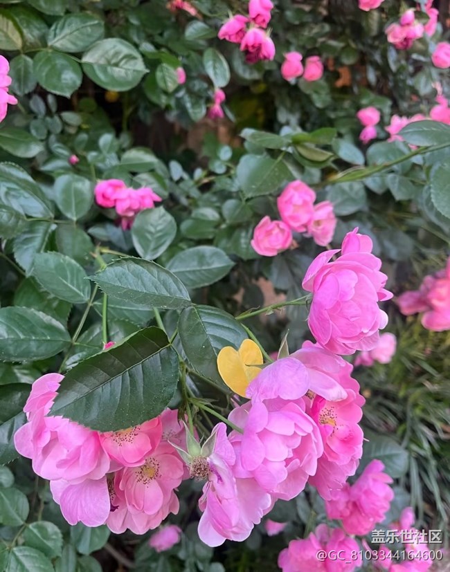 【初夏漫行】花開(kāi)滿墻