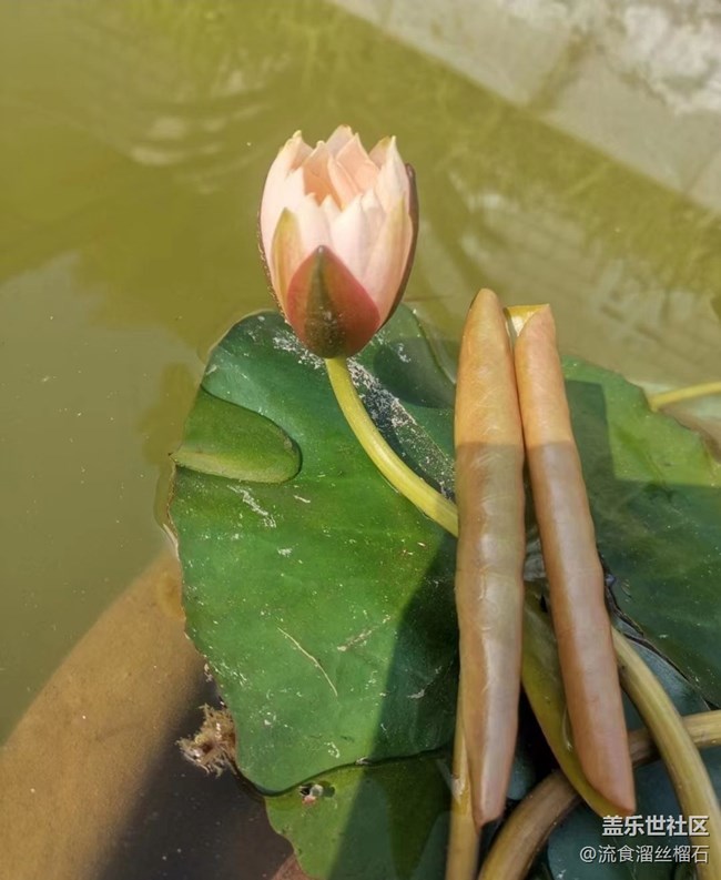 【初夏漫行】睡蓮