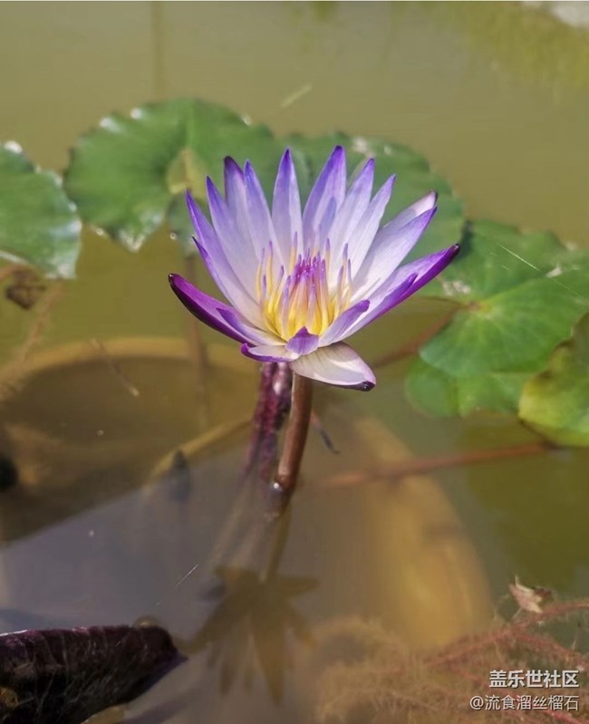 【初夏漫行】睡蓮