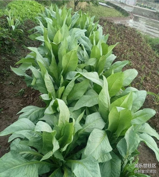 【初夏漫行】種點(diǎn)菜