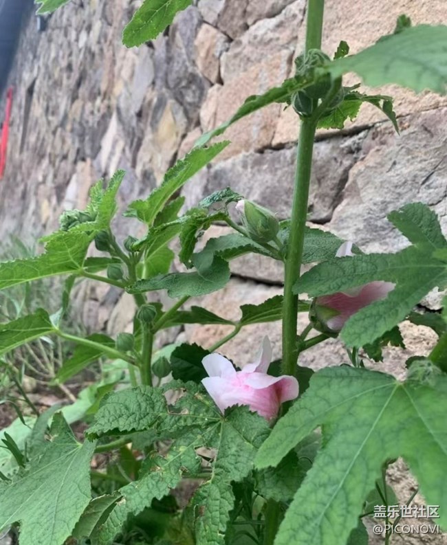 【初夏漫行】漂亮的花