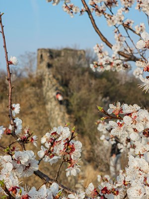 Galaxy S23 Ultra 花椒園古長城（三）