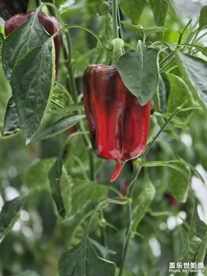 菜博會