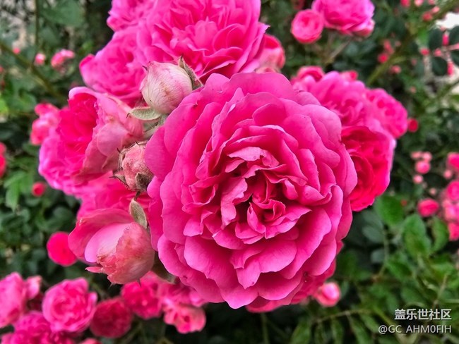 公園的花