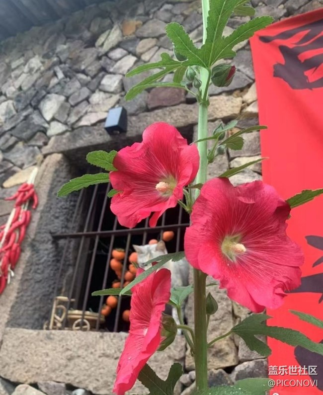 【初夏漫行】漂亮的花