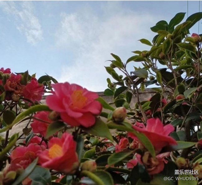 【初夏漫行】好風(fēng)景