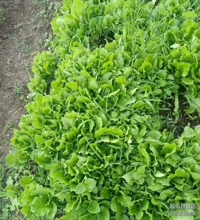 【初夏漫行】種點(diǎn)菜