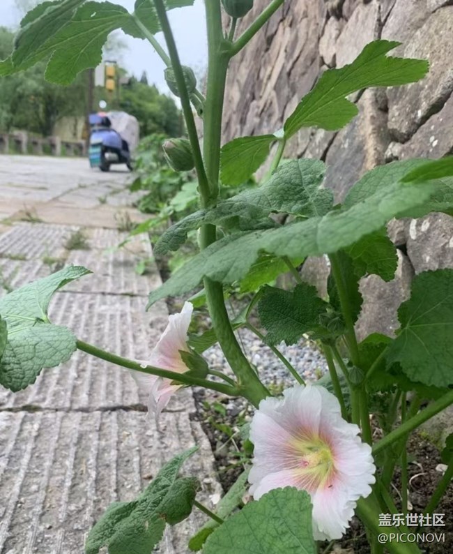 【初夏漫行】漂亮的花