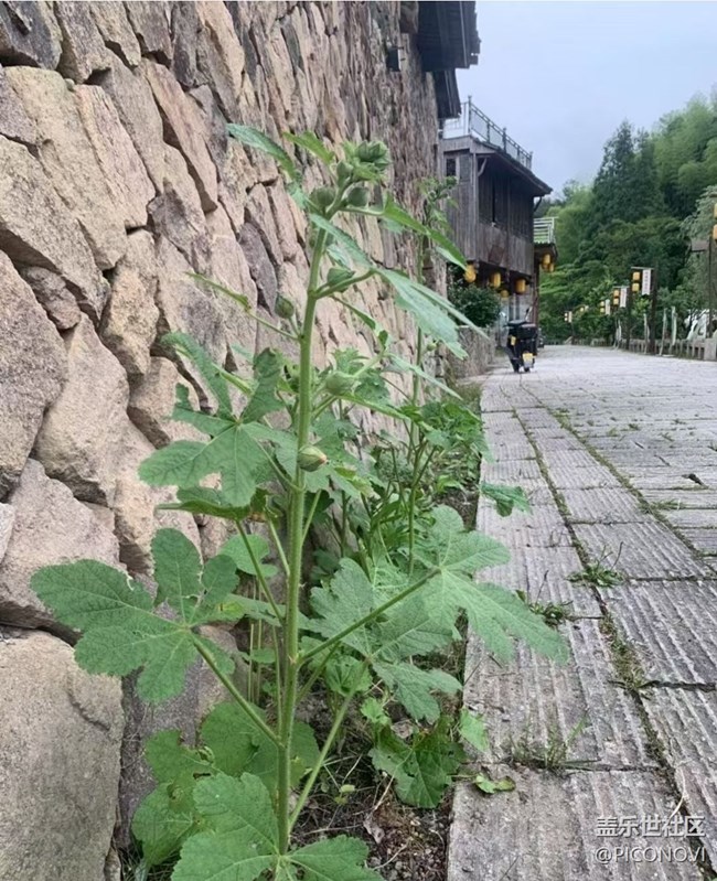 【初夏漫行】漂亮的花