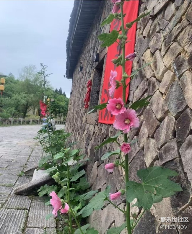 【初夏漫行】漂亮的花