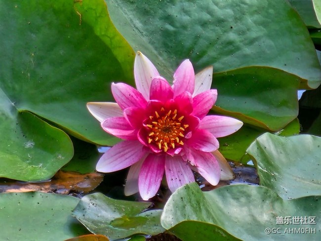 公園的花