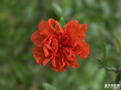 石榴花